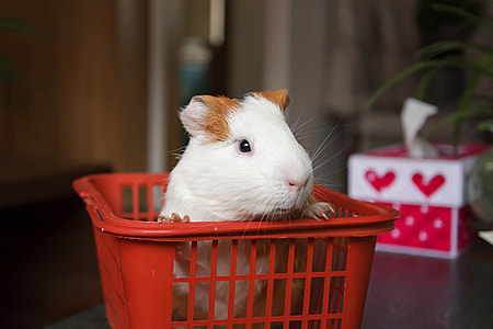 white and brown hamster on crate thumbnail