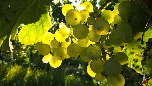 green grape fruit thumbnail