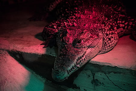 gray crocodile leaning on white surface thumbnail