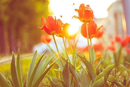Red Tulips Against Sunset thumbnail
