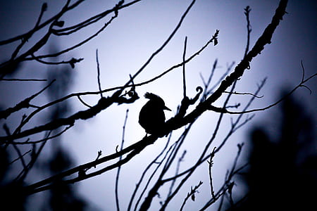 bird resting on tree branch thumbnail
