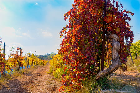 orange and red leafed tree thumbnail