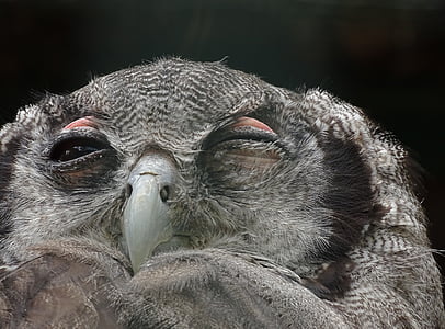 gray bird closeup photography thumbnail