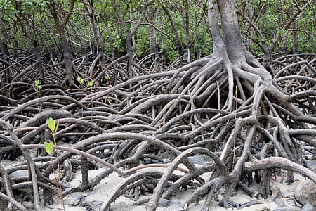 mangroves at daytime thumbnail