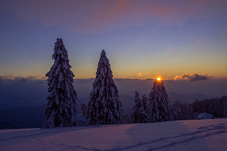 pine trees covered by snow thumbnail