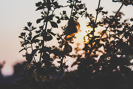 silhouette of plant under gray sky thumbnail