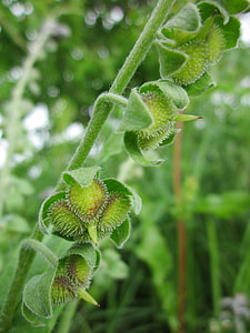 Cynoglossum Officinale, Houndstongue thumbnail