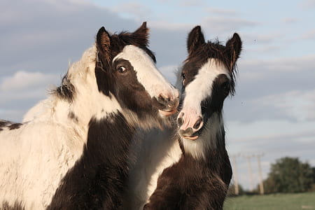 two white and brown horses thumbnail