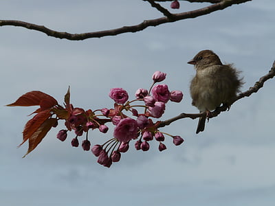 brown bird on tree branch with flower thumbnail