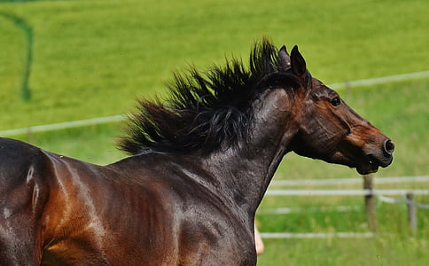 brown horse on field thumbnail
