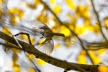 brown bird flying thumbnail