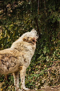 brown wolf with view of leaves thumbnail