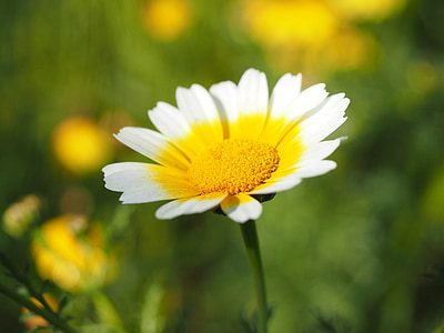 shallow focus photography of daisy flower thumbnail