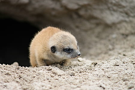 close-up photography of brown rodent on brown sand thumbnail