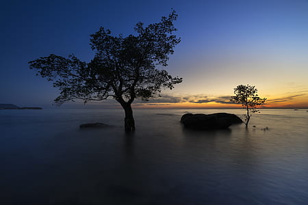 tree on beach thumbnail
