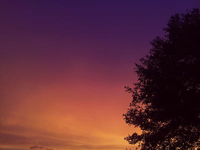 silhouette of green tree thumbnail