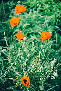 orange petaled flowers blooming at daytime thumbnail