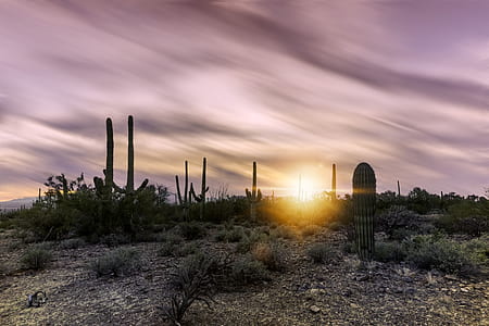 cactus during golden hour thumbnail