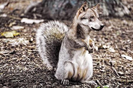wolf, composing, image overlay, squirrel, fantasy thumbnail