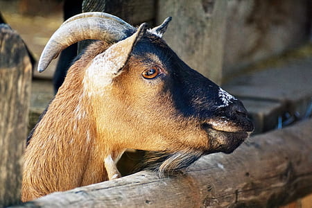 goat standing outdoors thumbnail