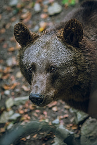 selective focus photography of grizzly bear thumbnail