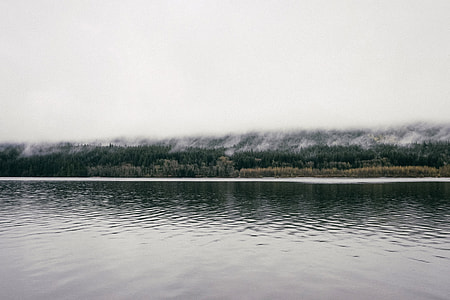 Mist over the forest and trees in Oregon thumbnail