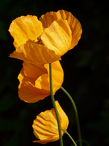 closeup photo of yellow petaled flower thumbnail