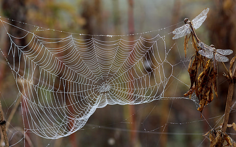 close-up photo of white spider web and brown dragonfly thumbnail