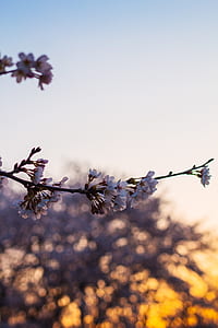 bokeh photography of pink cherry blossom trees thumbnail