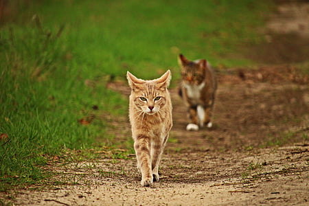 orange Tabby cat worm's-eye view photography thumbnail