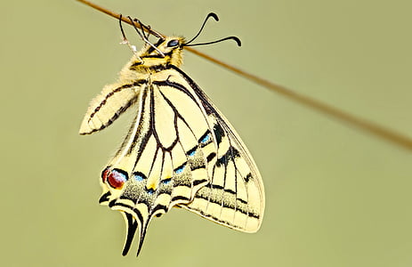 yellow butterfly pearched on stick thumbnail