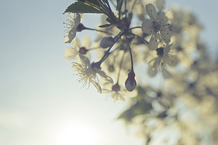 closeup photo of white petaled flowers thumbnail