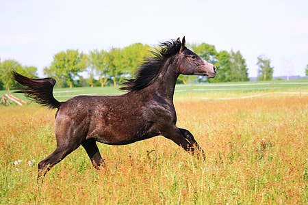 gray horse running on grass field thumbnail