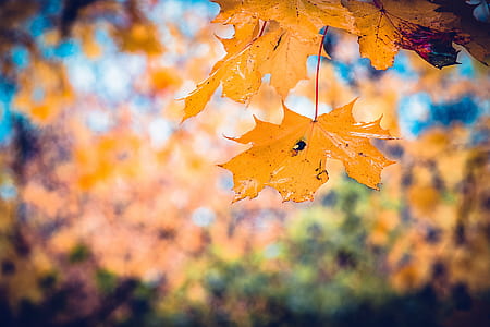 closeup photo of maple leaf thumbnail