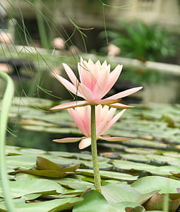 selective focus photography of pink water lily flower thumbnail
