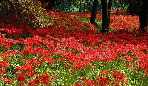 shallow focus photography of red flower field thumbnail