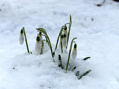 white petaled flowers on snow pavement thumbnail