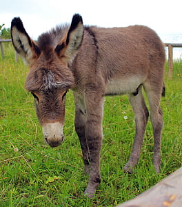 animal standing on grass thumbnail