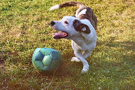 Brindle and White Puppy Playing Ball on Grass Field thumbnail