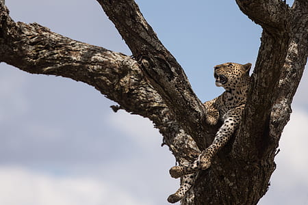 jaguar on tree during daytime thumbnail