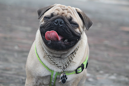 short-coated black and white pug on gray surface thumbnail