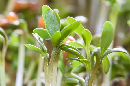 shallow focus photography of green plants thumbnail