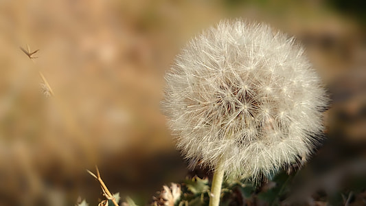 Dandelion, Flower thumbnail
