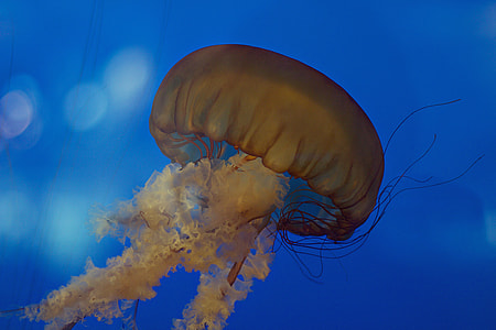 brown jellyfish swimming underwater thumbnail