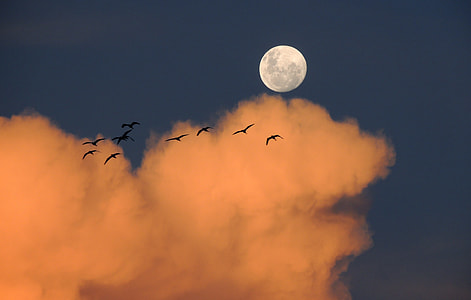 flock of bird flying during sunset thumbnail