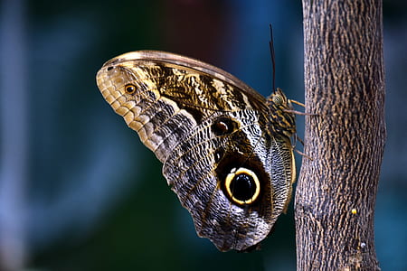 owl butterfly perching on stick closeup photography thumbnail