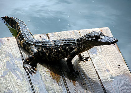 brown alligator on brown wooden board near body of water thumbnail