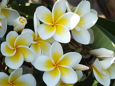 white-and-yellow plumeria flower closeup photo thumbnail