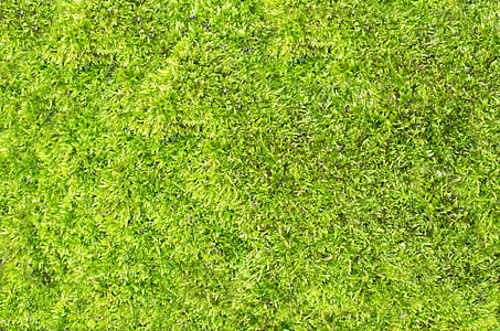 green lawn thumbnail