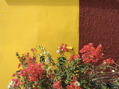 pink and white bougainvillea flowers thumbnail